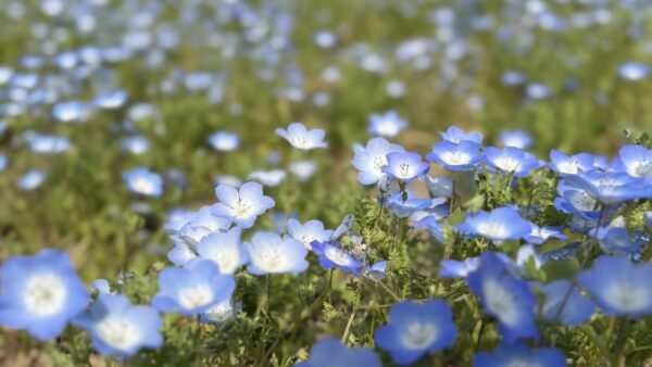 「まさかの終盤戦で流行中…。」｜富山で解体工事ならACEにお任せ！